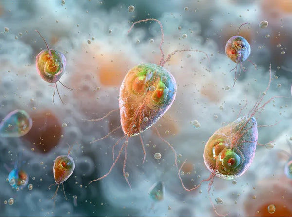 Giardia 🦠
