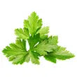 Cilantro