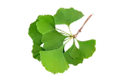 Ginkgo Leaf