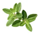 Thyme