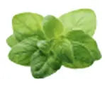 Oregano