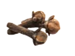Clove